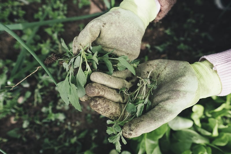 Post-Harvest Care
